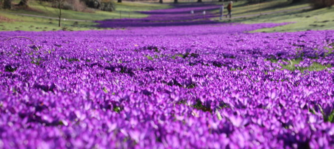 Blütenpracht – Die Lila-Laune Armee des Frühlings ist im Dortmunder Romberpark eingezogen