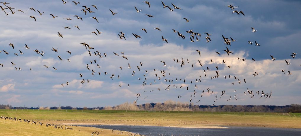 Am Rande des Ruhrgebiets – Das Naturparadies Bislicher Insel in Xanten