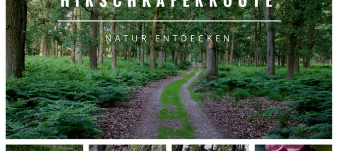 Naturerlebnis Diersfordter Wald – Die Hirschkäferroute in Wesel