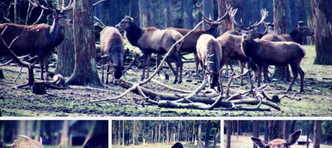 Ausflugstipp Naturwildpark Granat in Haltern-Lavesum